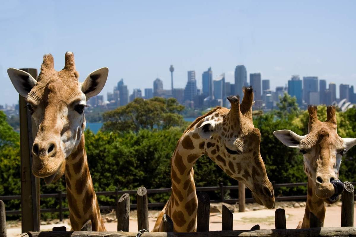 Taronga Zoo