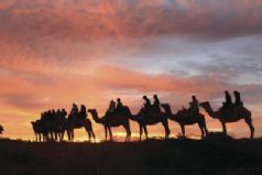 Camel to Sunset