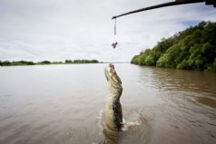 Jumping Crocodile Cruise Tour