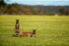 Kangaroo Island Adventure Charters