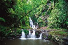 O'Reilly's & Lamington National Park