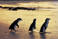 Phillip Island Little Penguin Tour