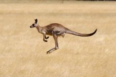 Koalas and Kangaroos, in the Wild