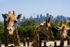 Taronga Zoo