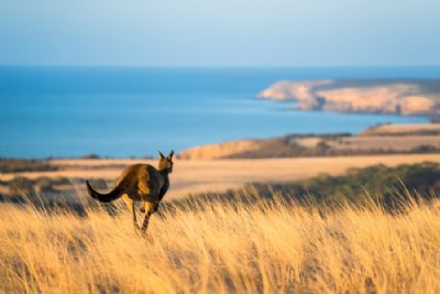 Aussie Adventure