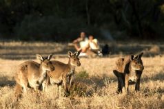 Aussie Wine and Wildlife
