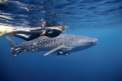 Whale Sharks, Perth, and Melbourne