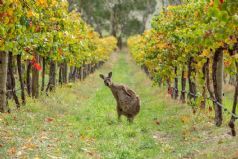 Wine and Wildlife Discovery