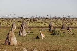 Bamurru Plains