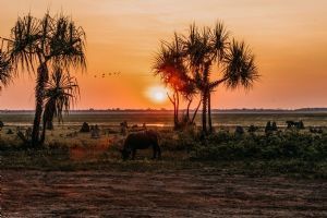 Bamurru Plains