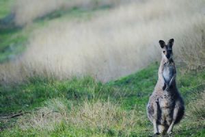 Spicers Peak Lodge