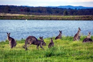 Hunter Valley Resort + Farm