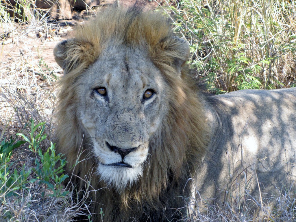 Male Lion of a Mega Pride in Lebombo