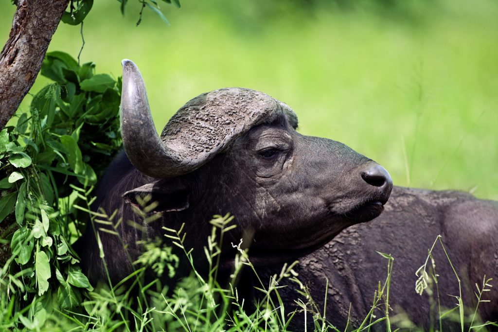 Buffalo | Photo Credit: Thompsons Africa Buffalo | Photo Credit: Thompsons Africa