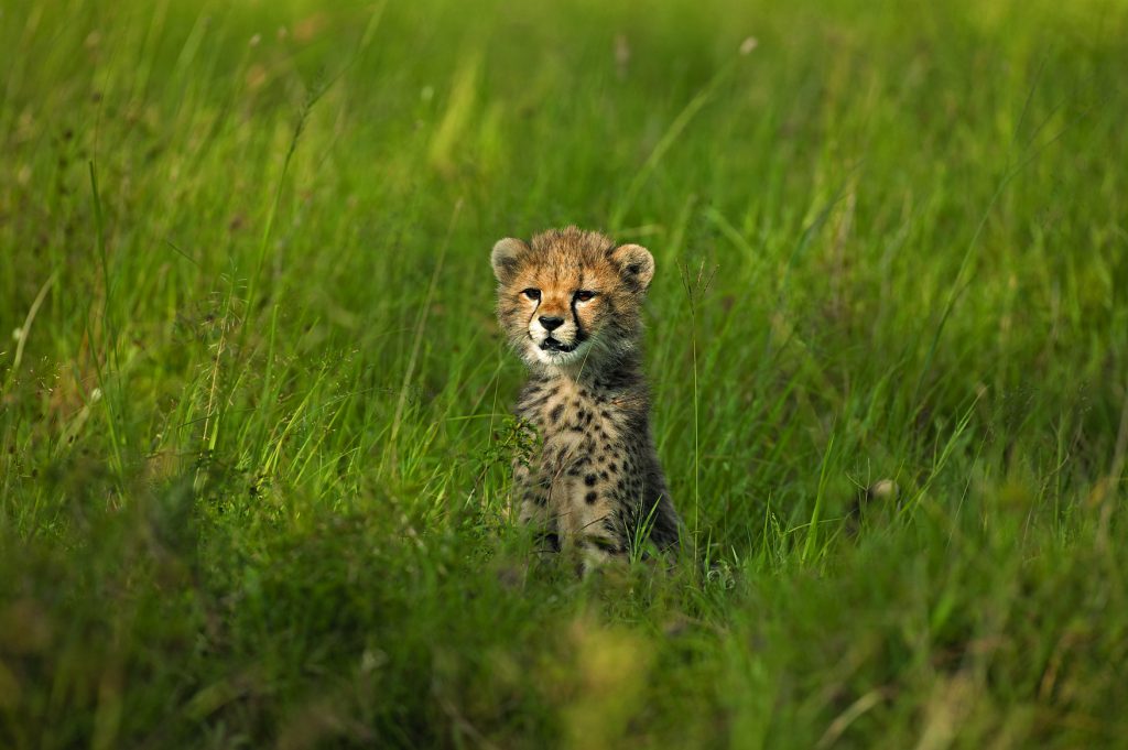 Cheetah Cub at Singita | Photo Credit: Singita Grumeti
