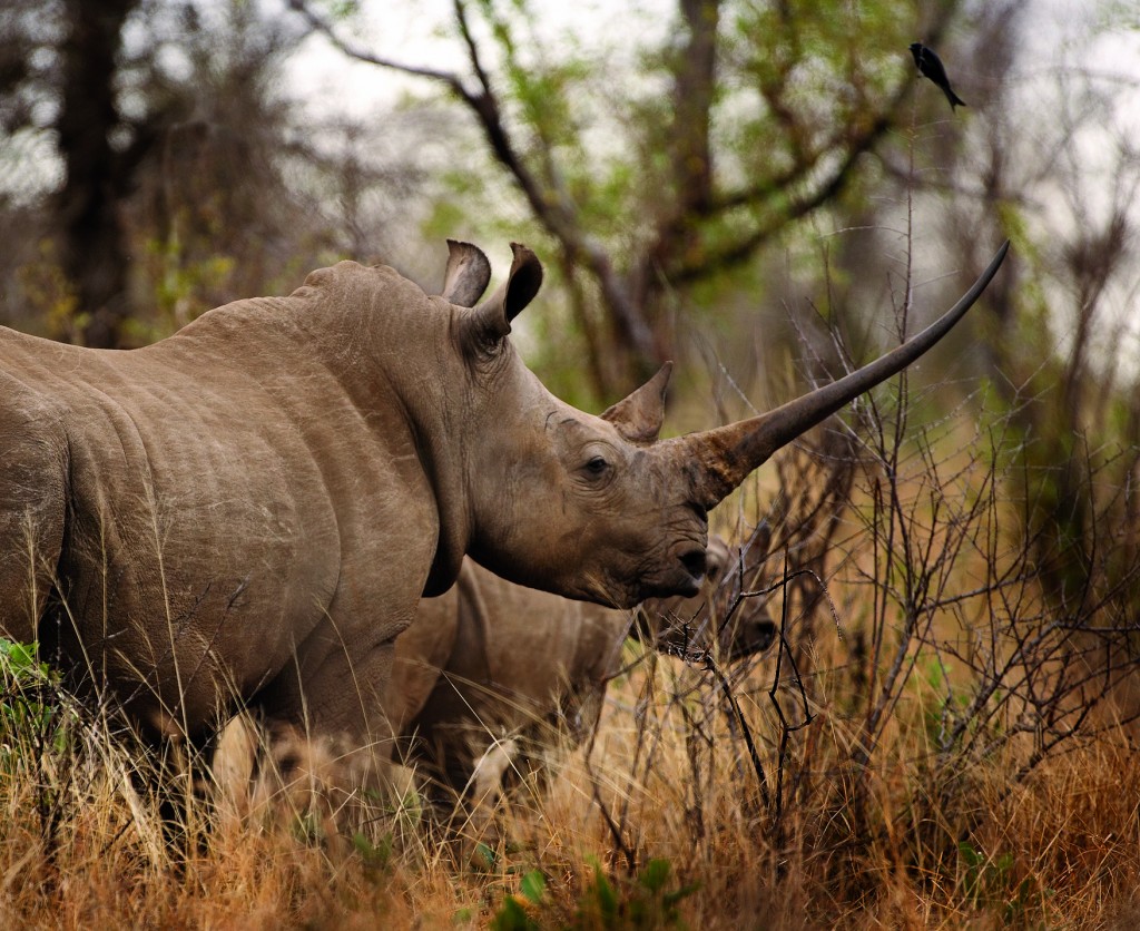 Rhino in the wild | Photo Credit: Thompsons Africa