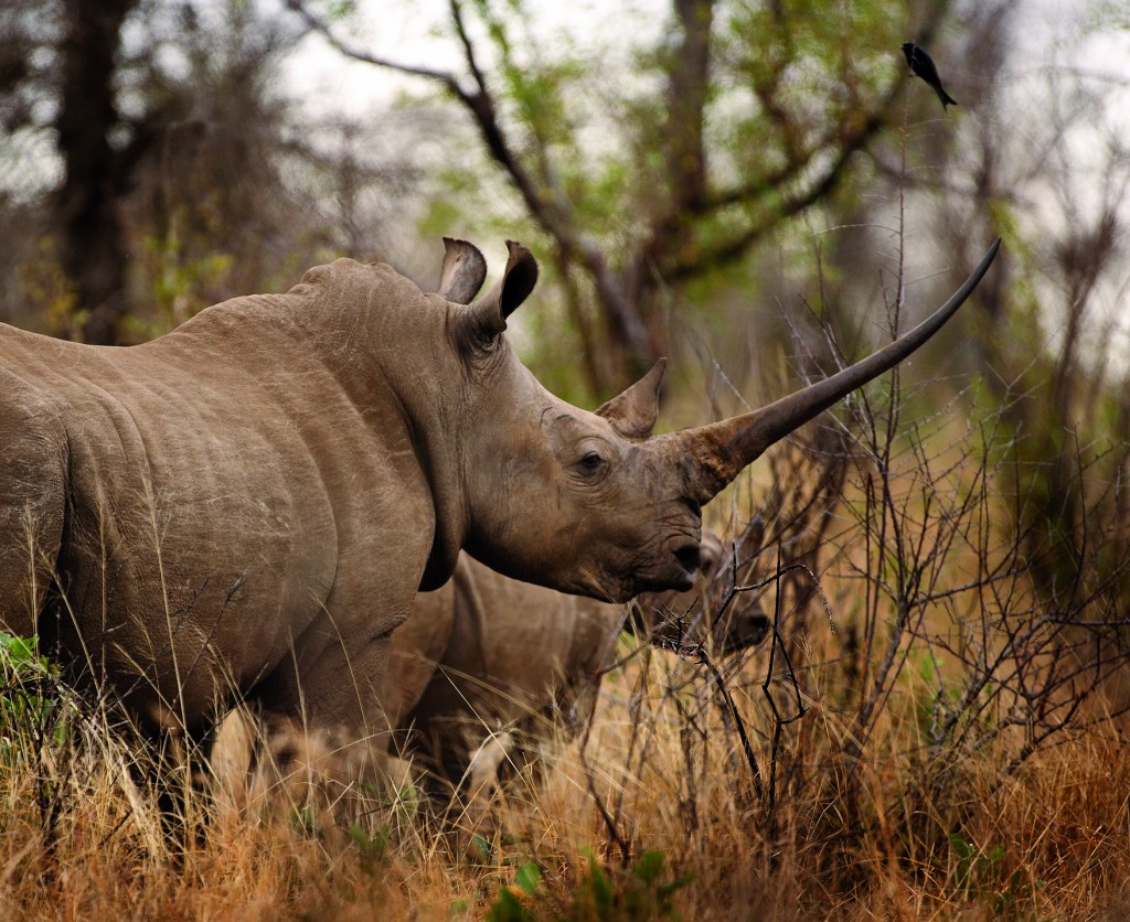 Rhino in the wild | Photo Credit: Thompsons Africa Rhino in the wild | Photo Credit: Thompsons Africa