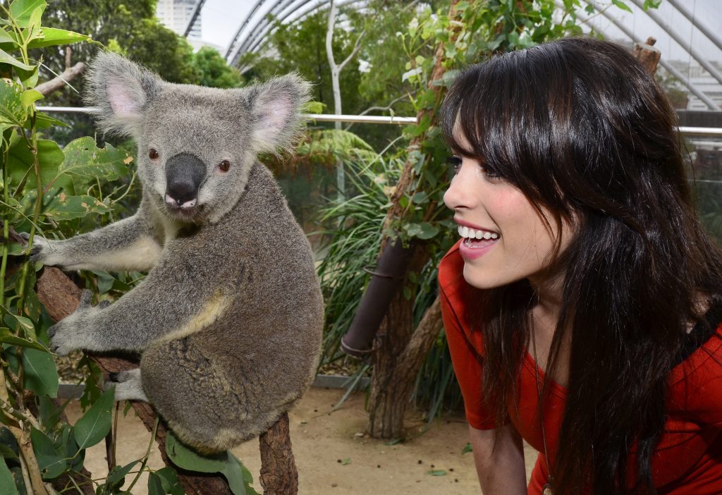 Koala at WILDLIFE Sydney