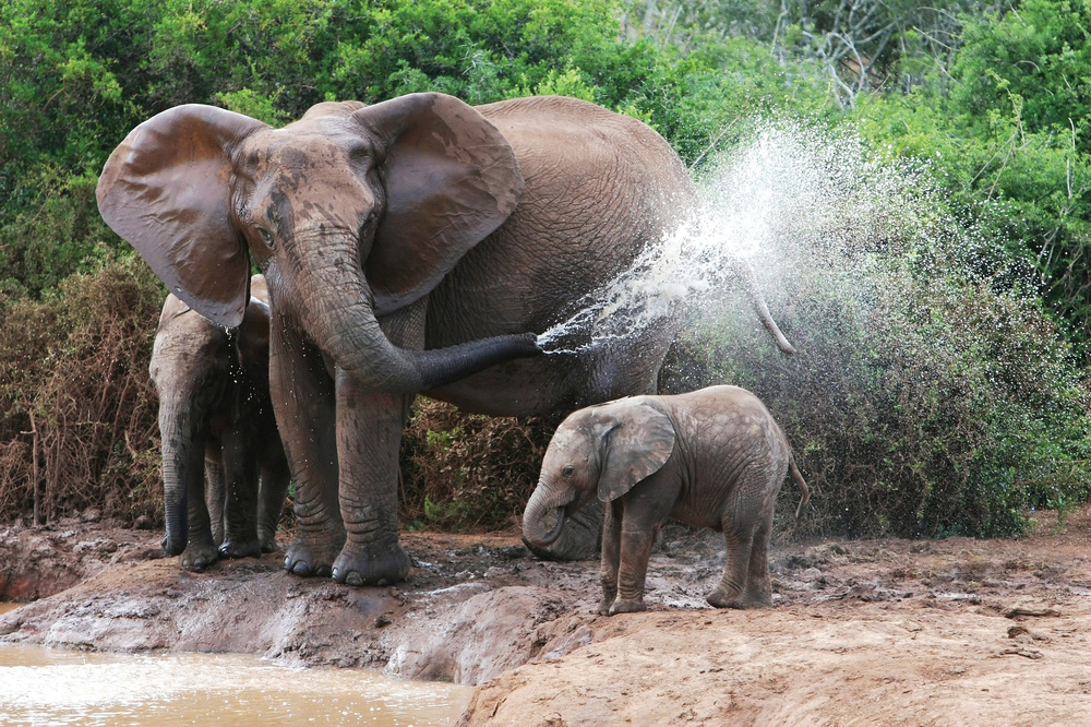 Elephant Herd Elephant Herd