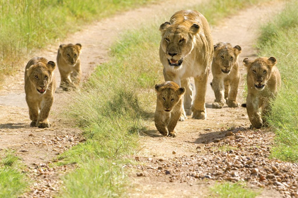 Pride of Lion | Photo Credit: Thompsons Africa