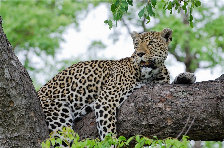 Photo Credit: Thompsons Africa Photo Credit: Thompsons Africa