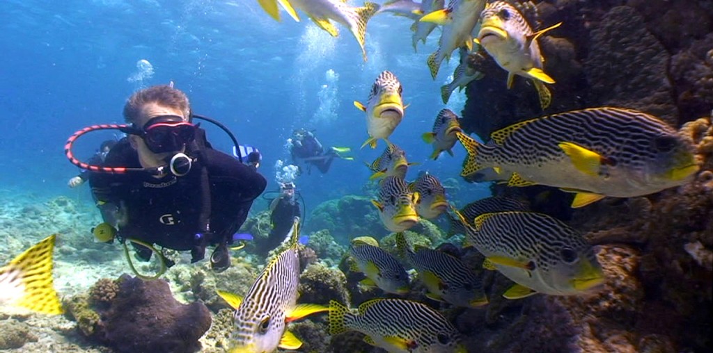 Diving along the Great Barrier Reef