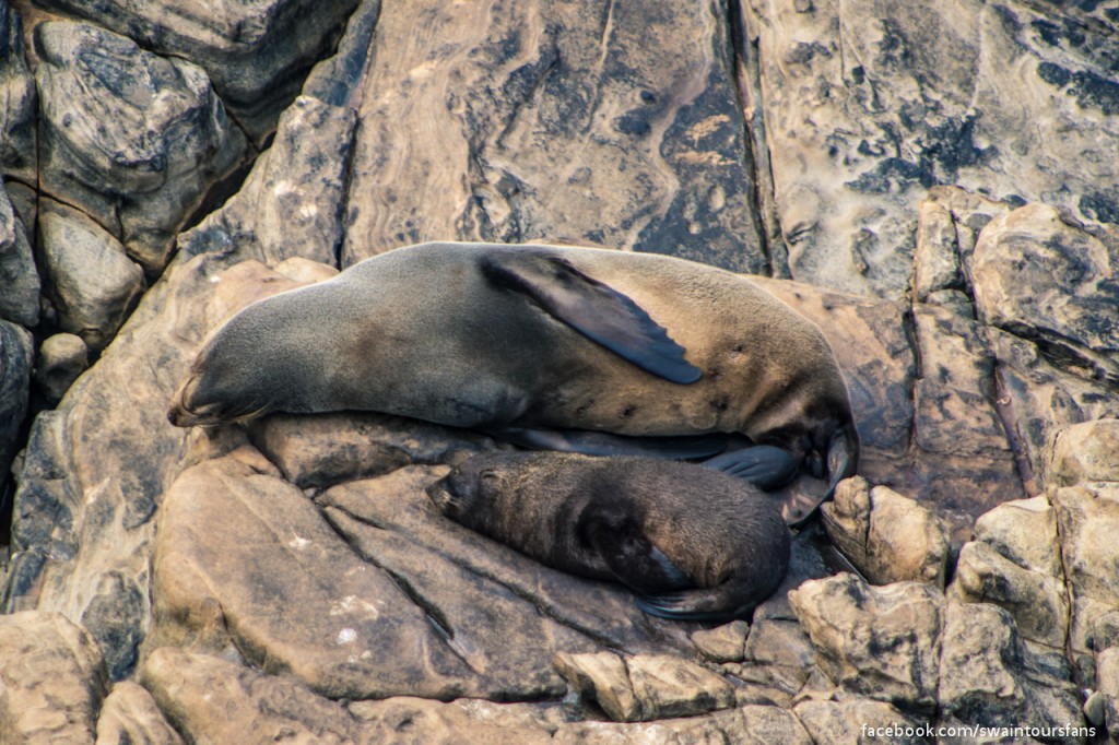 Admirals Arch Seals