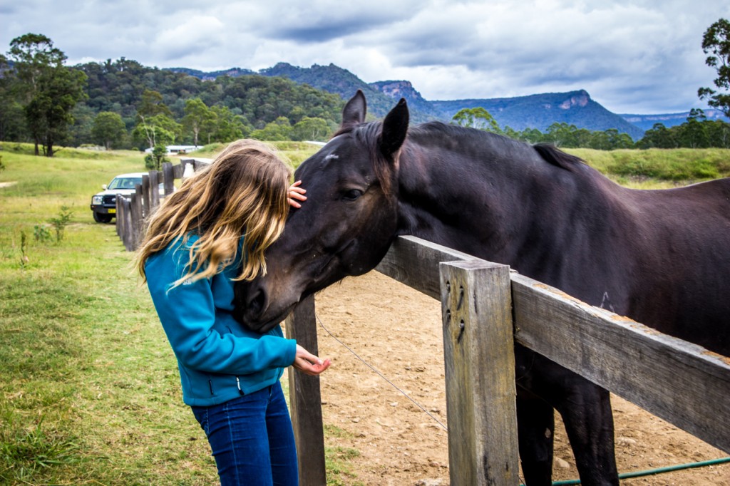 Wolgan Valley Horses