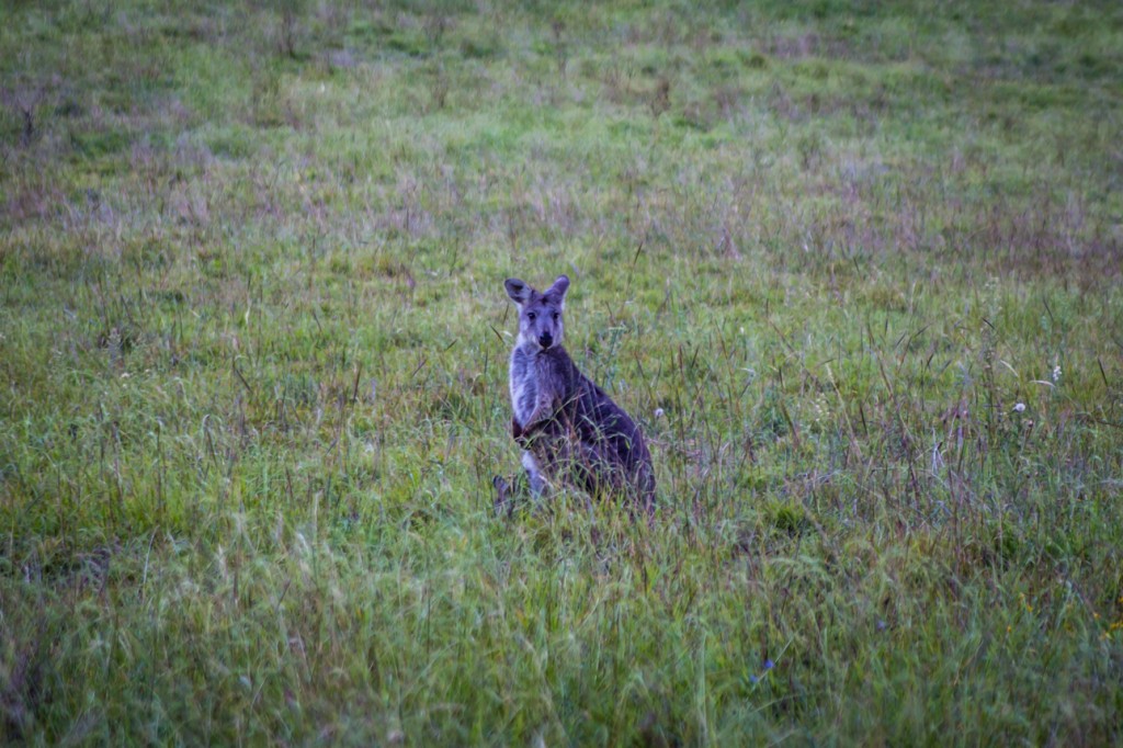 Wallaroo