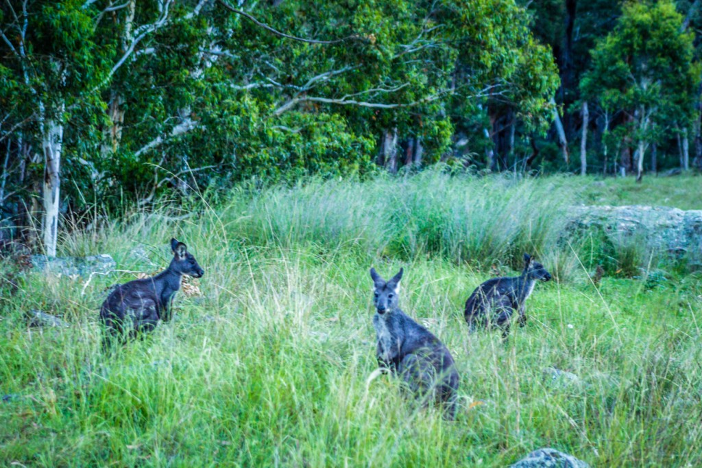 Wallaroos 2