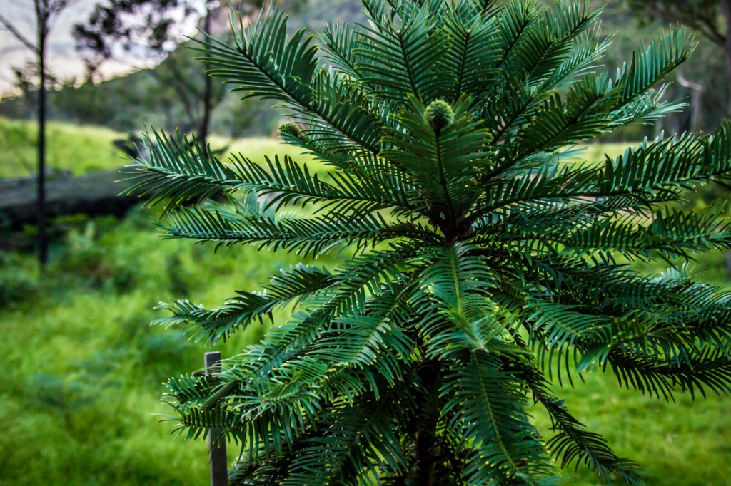 Wollemi Pine