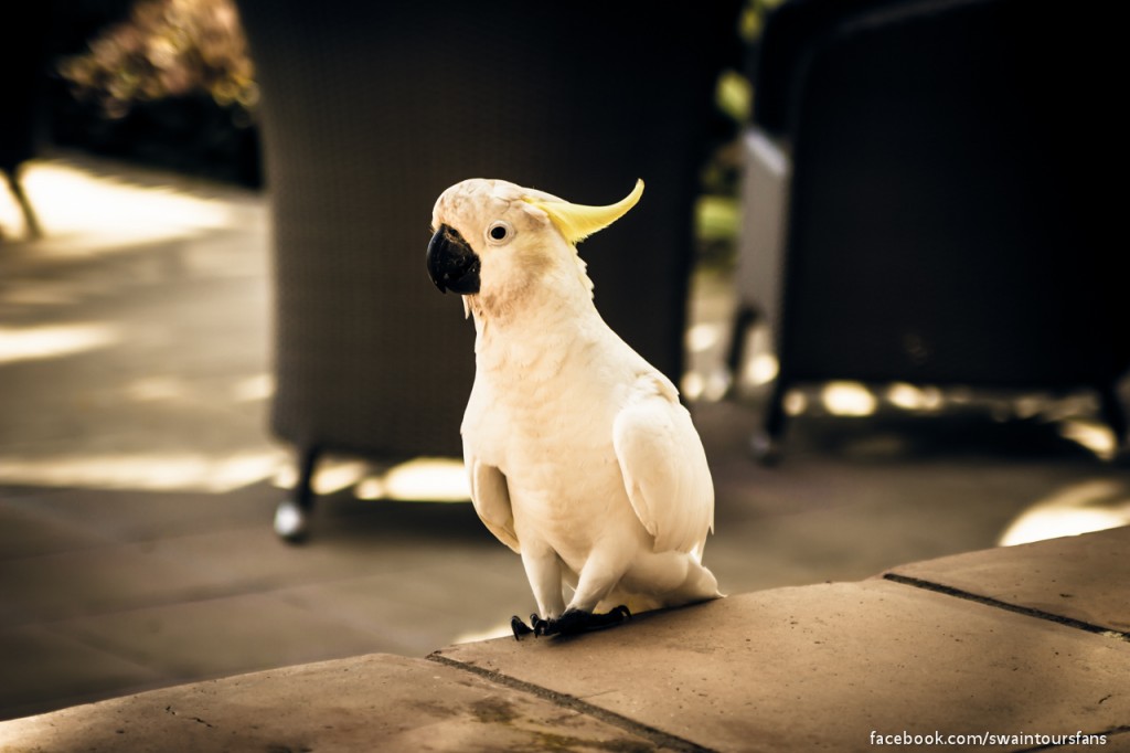 Cockatoos