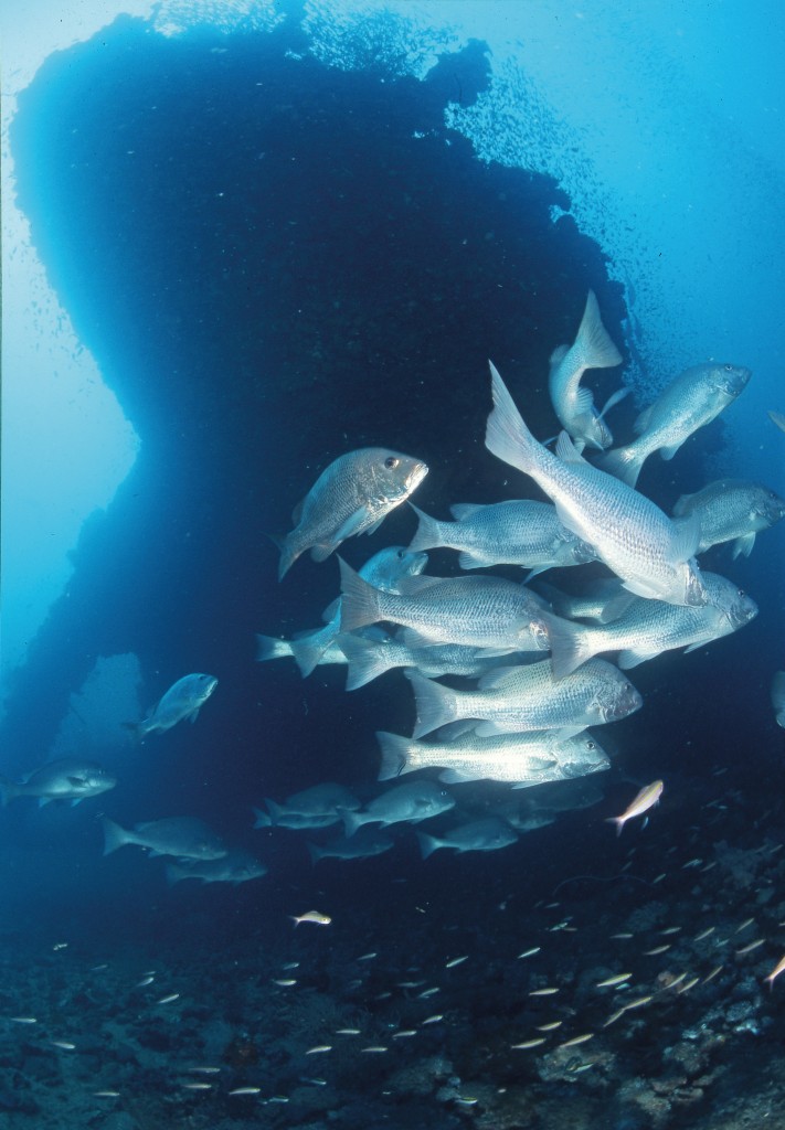 Mangrove Jacks under stern of Yongala Photo Credit: Tourism Queensland