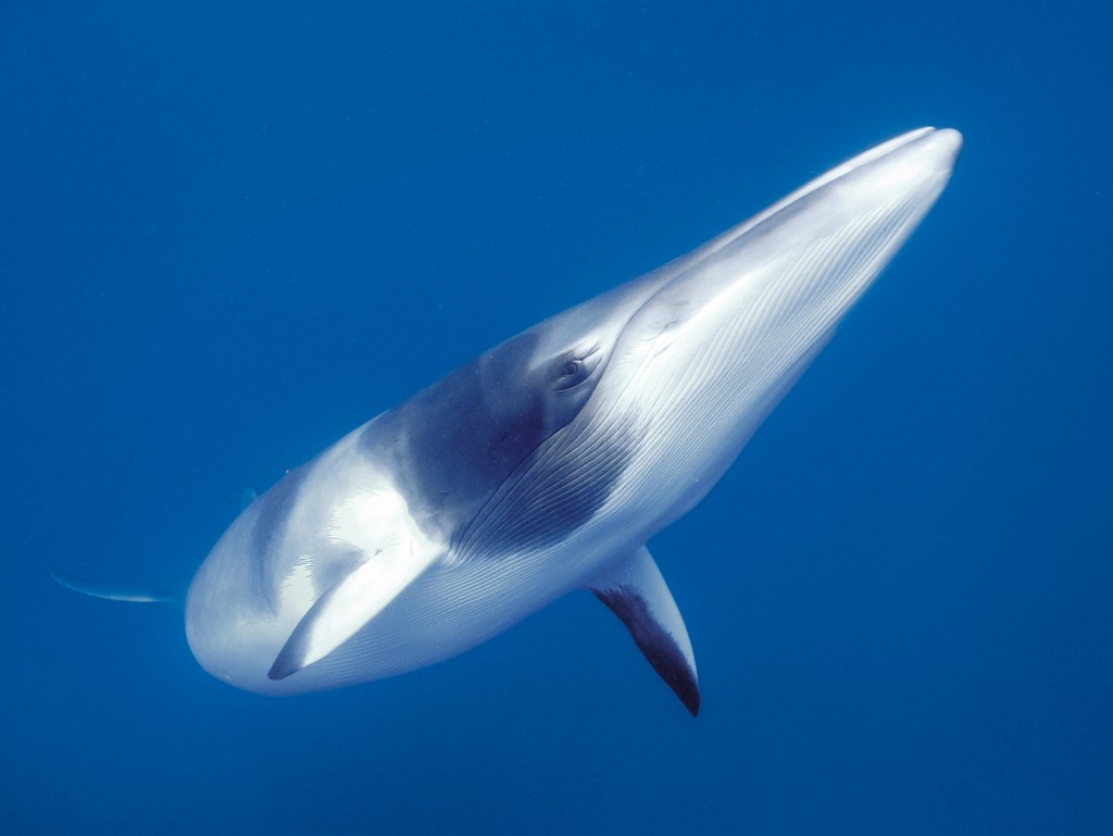 Minke Whale Photo Credit: Tourism Queensland