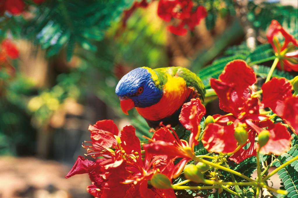 Rainbow Lorikeet Photo Credit: Tourism Queensland Rainbow Lorikeet Photo Credit: Tourism Queensland