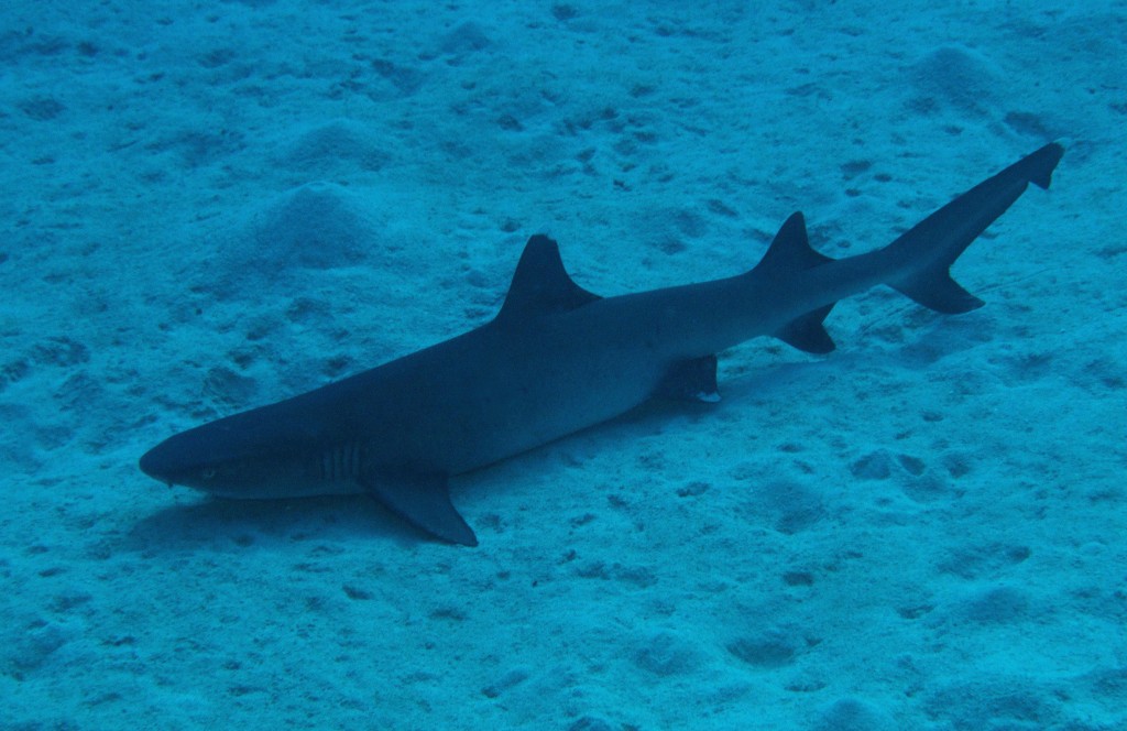 Whitetip reef shark Photo Credit: Tourism Queensland Whitetip reef shark Photo Credit: Tourism Queensland