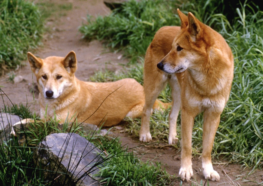 Dingoes | Photo Credit: Tourism Australia Copyright