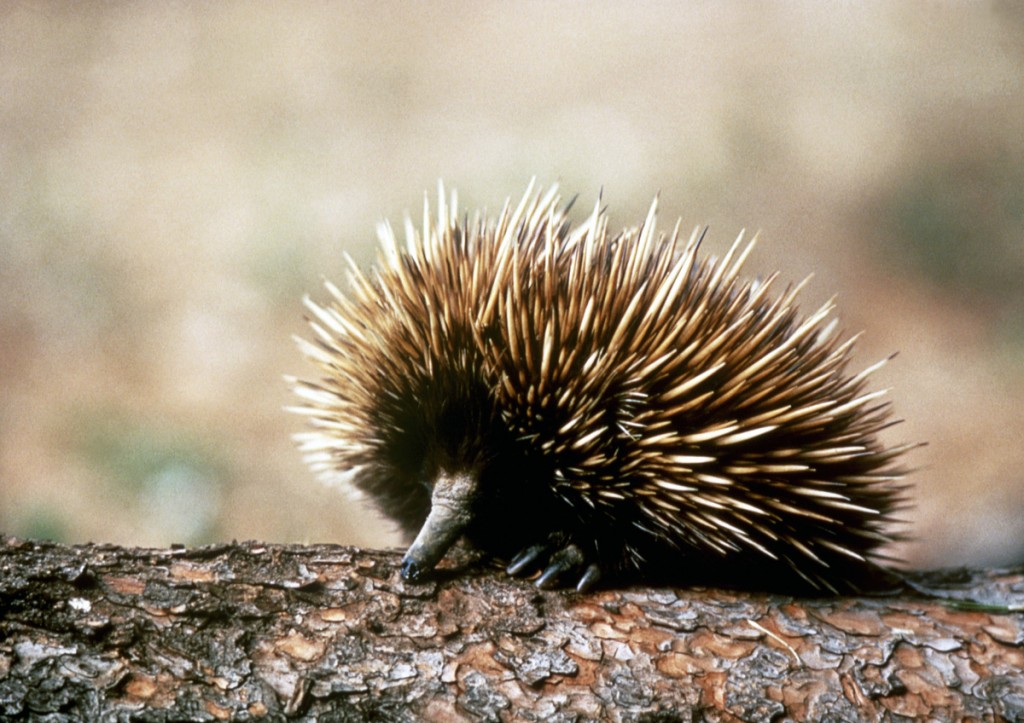 Echidna | Photo Credit: Tourism Australia