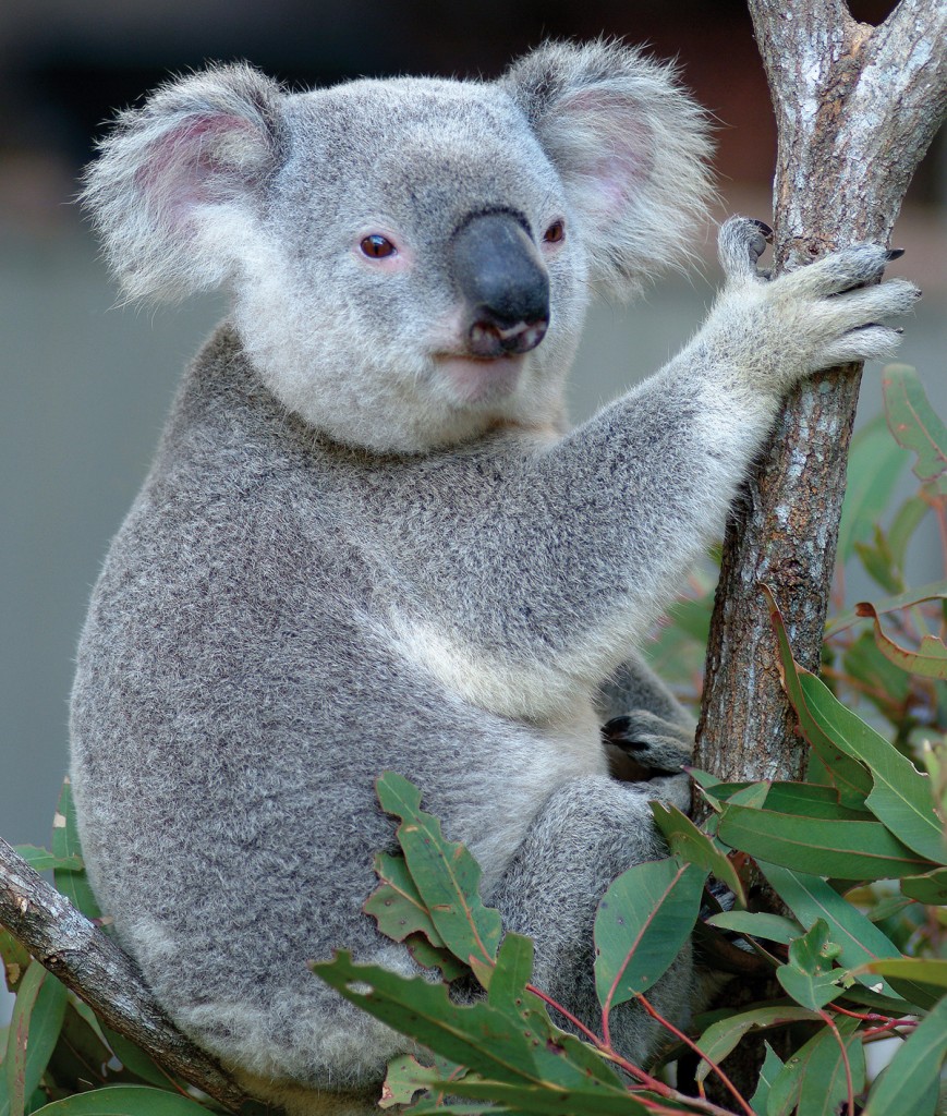 Koala | Photo Credit: Hamilton Island