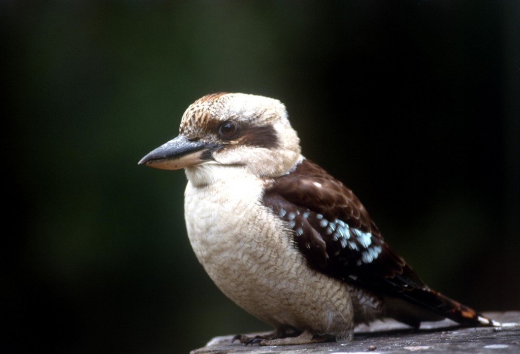 Kookaburra | Photo Credit: Tourism Australia