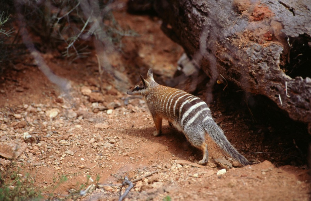 Numbat | Photo Credit: Tourism Australia Copyright