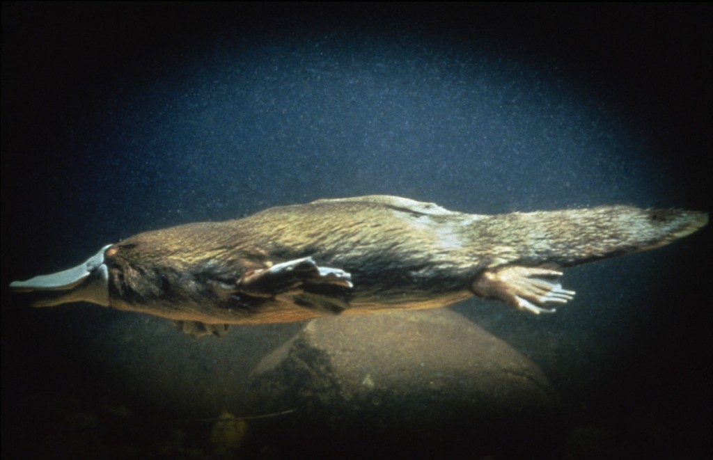 Platypus | Photo Credit: Tourism Australia