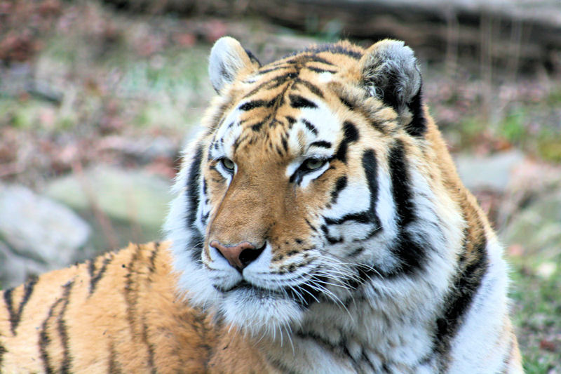 Royal Bengal Tiger | Photo Credit: Sujit kumar/Wikimedia Royal Bengal Tiger | Photo Credit: Sujit kumar/Wikimedia