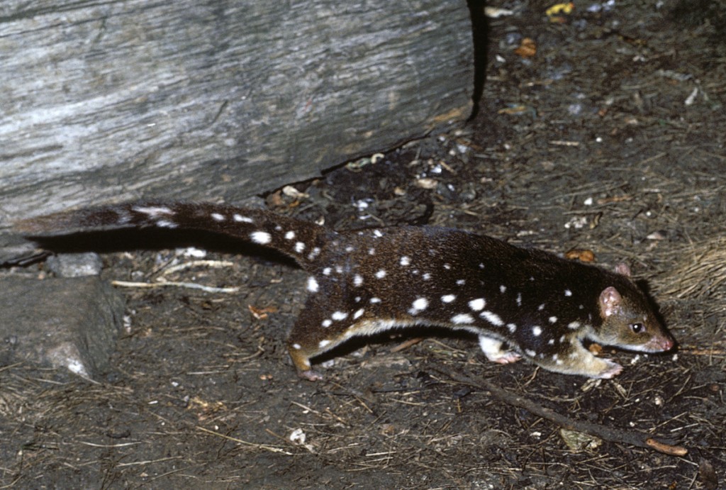 Spotted Quoll | Photo Credit: Tourism Australia