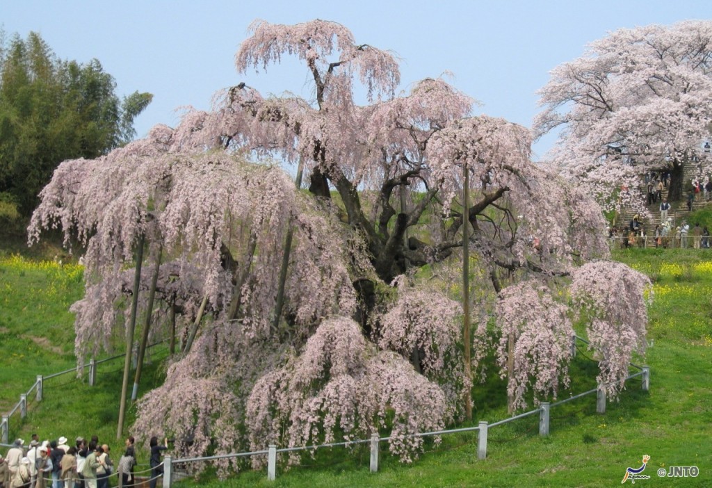 Cherry tree in Fukushima | Photo Credit: Japan National Tourism Organization
