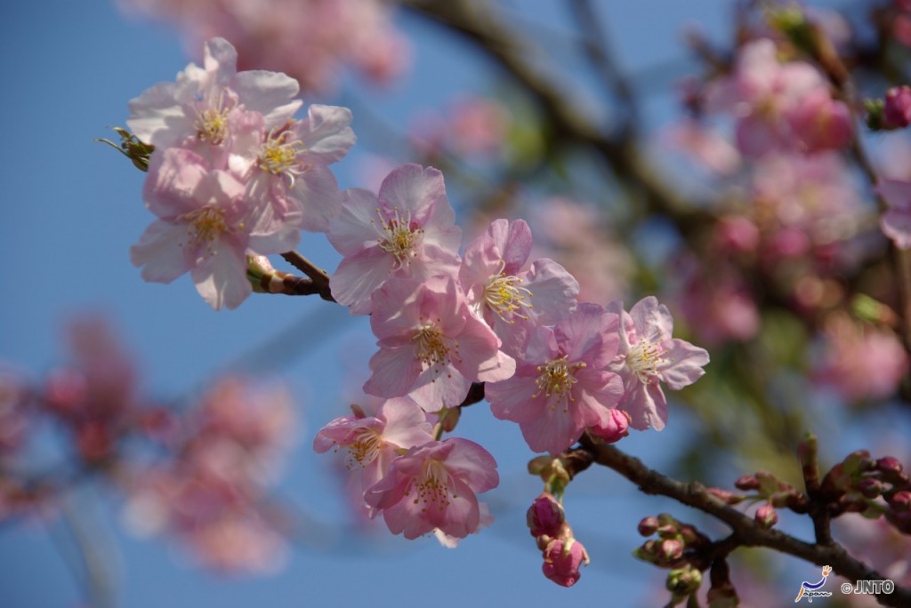 Cherry blossom | Photo Credit: Japan National Tourism Organization Cherry blossom | Photo Credit: Japan National Tourism Organization