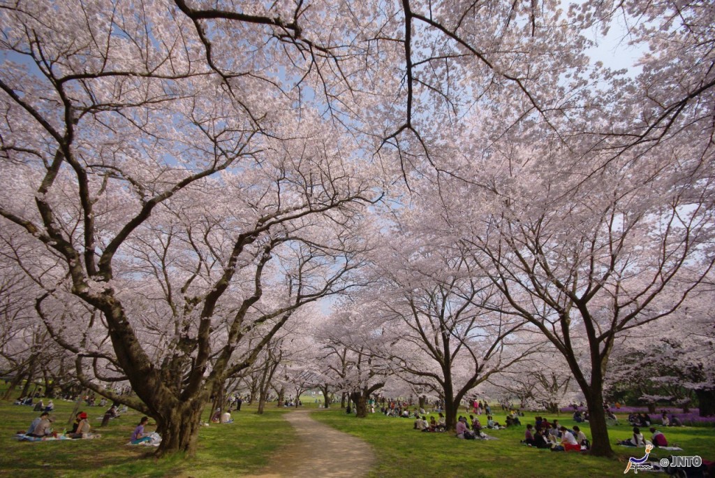 Cherry blossom at Showa Kinen Park, Tokyo | Photo Credit: Japan National Tourism Organization