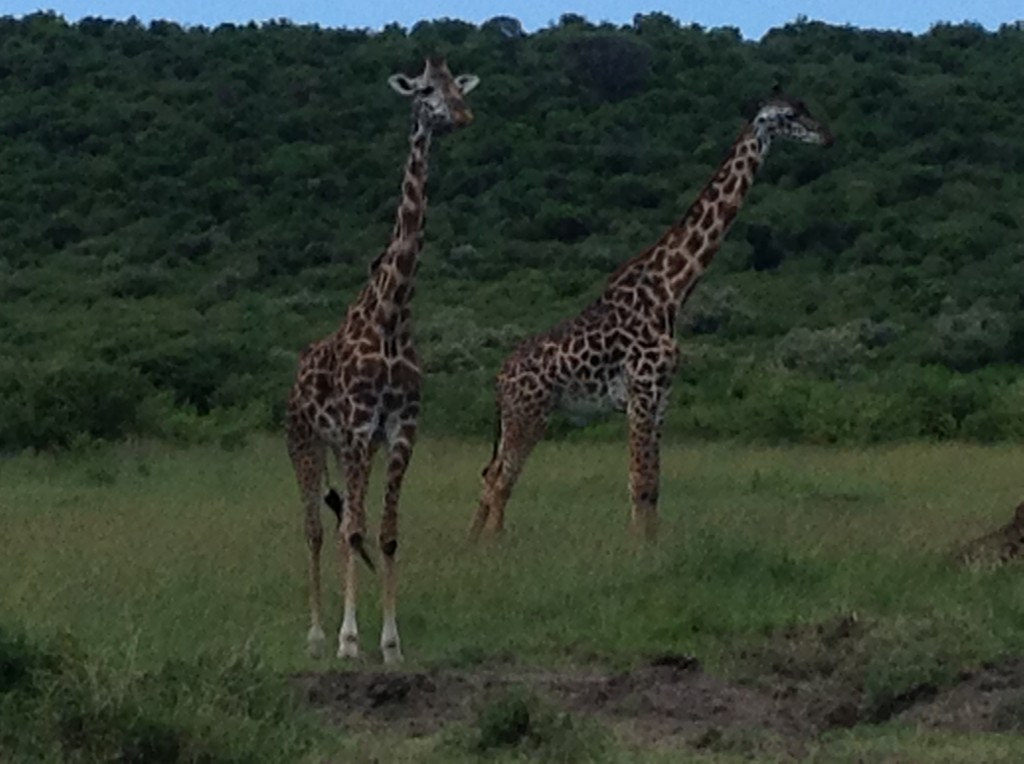 giraffe-mara