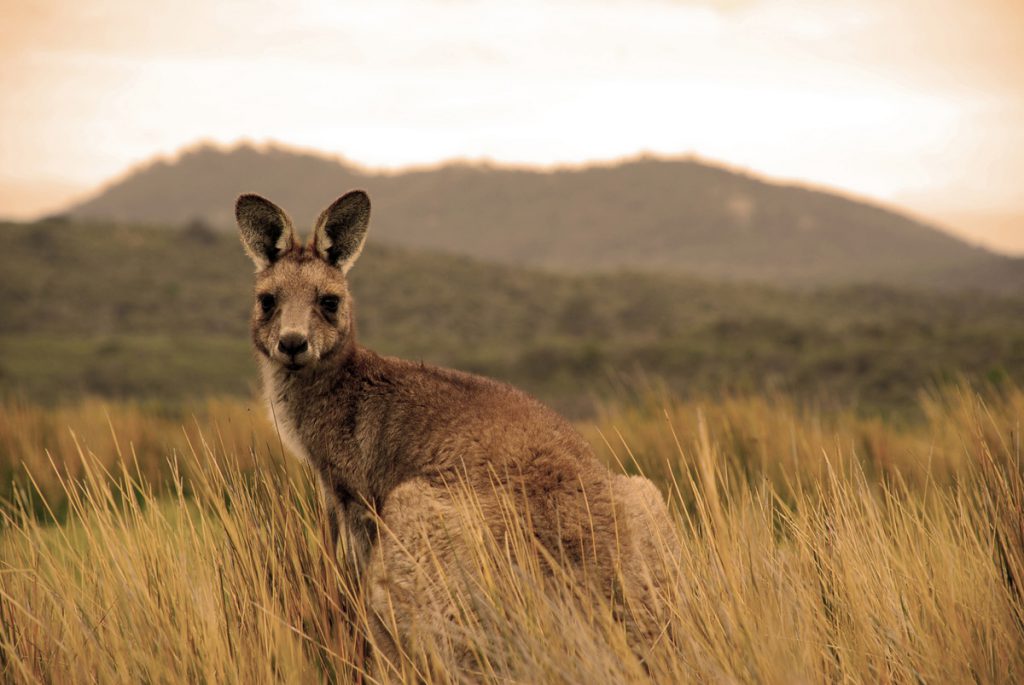 Kangaroo