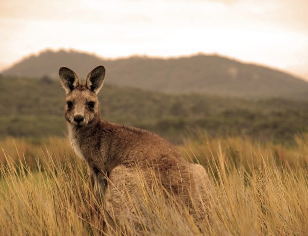 Kangaroo